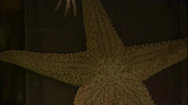 Possesion vintage full movie with mistery and hot sex